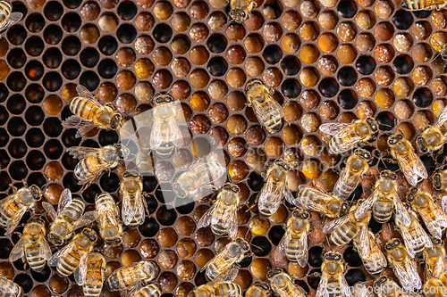 Image of Close up of bees