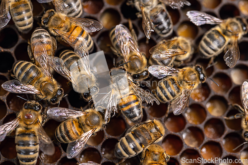 Image of Honeycomb with honey and bee