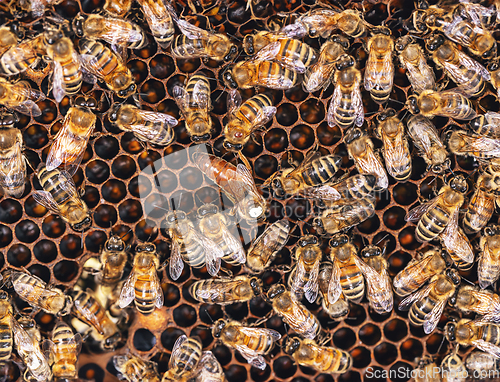 Image of Bees in a bee hive