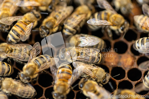 Image of Bee hive with honey combs