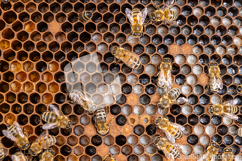 Image of Background of bee honeycombs with larvae