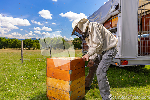 Image of Beekeeper inspecting a beehive