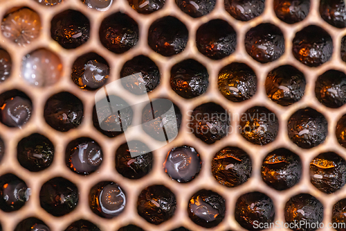 Image of Bee honeycombs with larvae