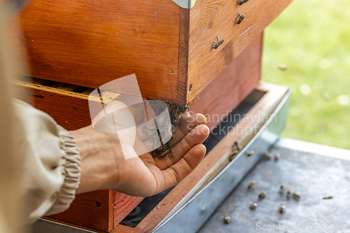 Image of Beekeeper works with bees