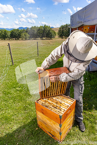 Image of Beekeeper holding the beehive frame