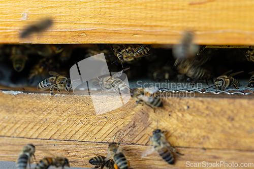 Image of Close up of flying bees.