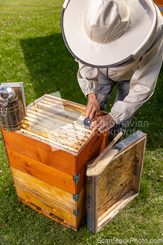 Image of Apiarist checking the hives