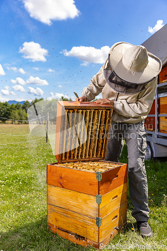 Image of Beekeeping in countryside.