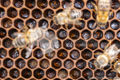 Image of Bee larvae on brood comb.