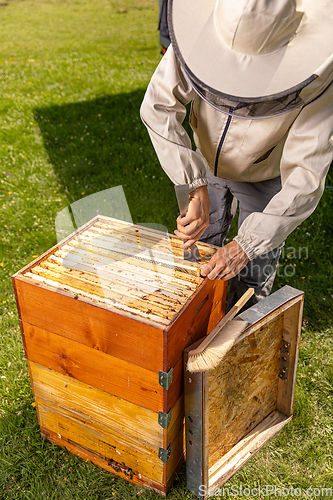 Image of Beekeeper working collect honey