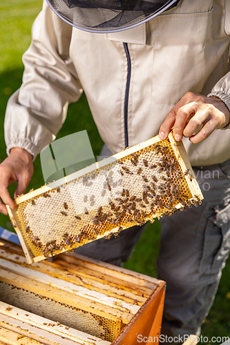 Image of Beekeeper holding a honeycomb