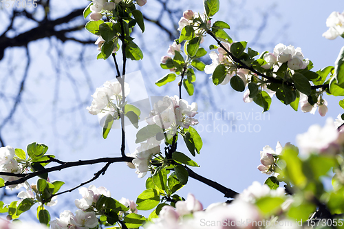 Image of full-bloom fruit trees