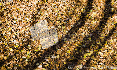 Image of yellowed trees