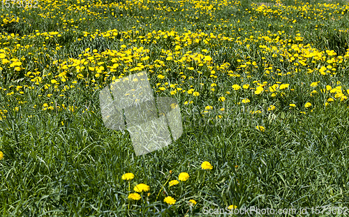 Image of field with dandelions