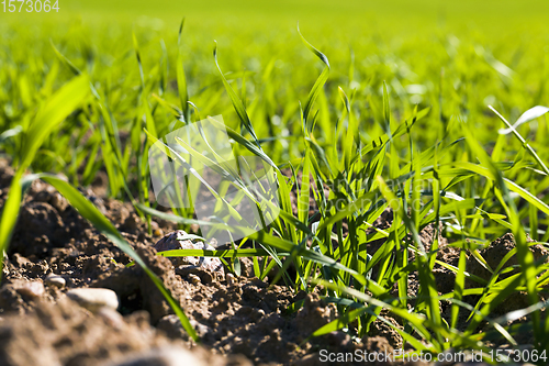 Image of wheat grass