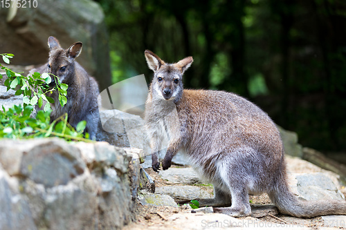 Image of Red-necked Wallaby, australian kangaroo