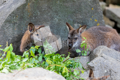 Image of Red-necked Wallaby, australian kangaroo