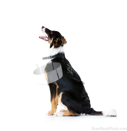 Image of Border collie, pet and dog in studio, white background and mockup space. Dogs, loyalty and pets on studio background waiting for attention, playing and puppy training, curious animals and black fur