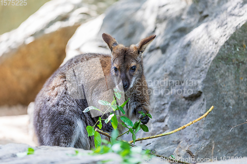 Image of Red-necked Wallaby, australian kangaroo