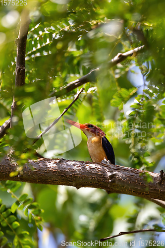 Image of bird African pygmy kingfisher, Ethiopia Africa wildlife