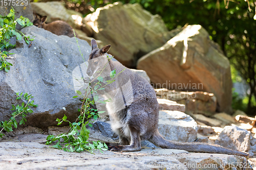 Image of Red-necked Wallaby, australian kangaroo