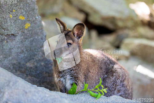 Image of Red-necked Wallaby, australian kangaroo