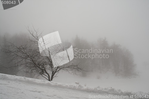 Image of Fog and snow