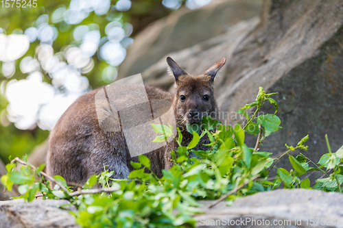 Image of Red-necked Wallaby, australian kangaroo