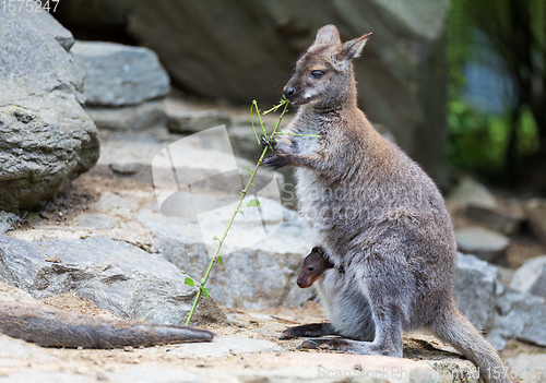 Image of female of kangaroo with small baby in bag