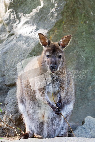 Image of Red-necked Wallaby, australian kangaroo