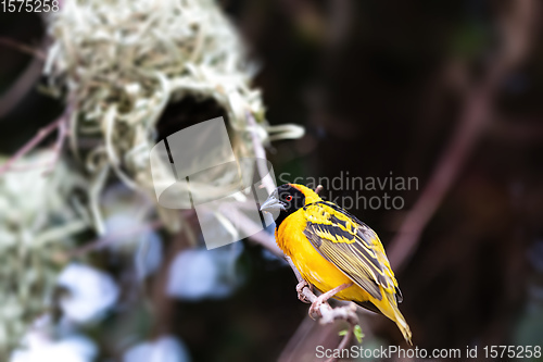 Image of Male Northern Masked Weaver, Ethiopia