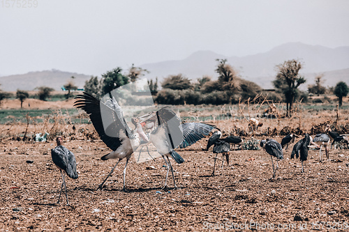 Image of The marabou stork Ethiopia Africa wildlife