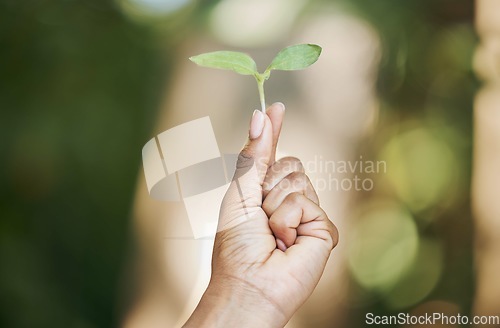 Image of Black woman, hands or holding leaf sapling in agriculture, sustainability care or future growth planning in climate change hope. Zoom, farmer or green seedling plants in environment or nature garden