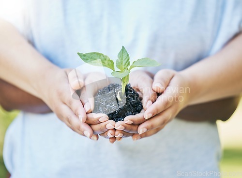 Image of Women, hands or sapling in soil agriculture, sustainability care or future growth planning in climate change support. Zoom, farmers or protection of green leaf plants in environment, nature or garden