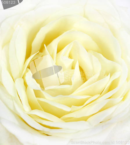 Image of Tender rose