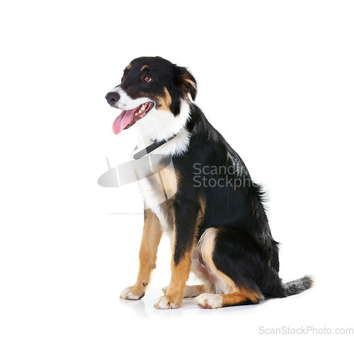 Image of Border collie, pet and dog sitting on studio background, backdrop and mockup space. Dogs, loyalty and pets on white background waiting for attention, playing or training of cute friendly puppy animal