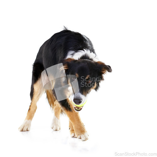 Image of Border collie, dog and playing with tennis ball in studio, white background and mockup. Dogs, happy animals and ball toys of cute pets playing on studio background, fun game and walk on mock up space