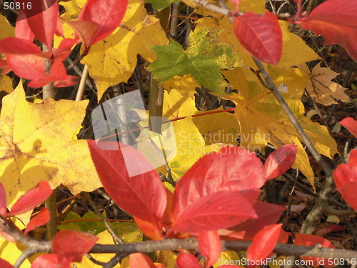 Image of Autumn leafs