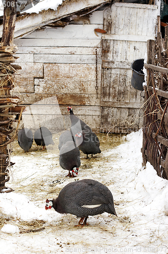 Image of Rare Morka Turkeys in farmyard wintertime