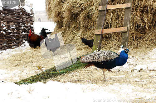 Image of peacock in farmyard winter serbia