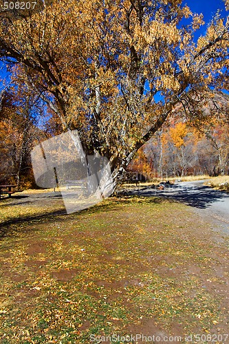 Image of Trees under the Blue Skies
