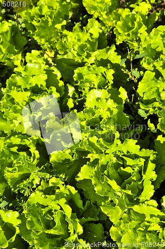 Image of Lettuces growing in a garden