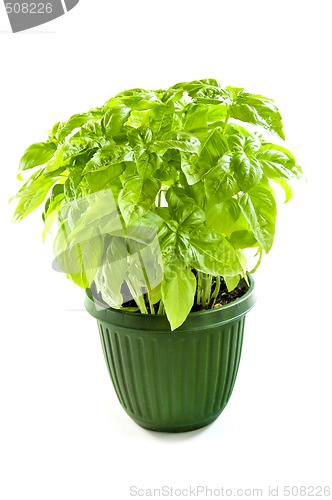 Image of Green basil in a pot