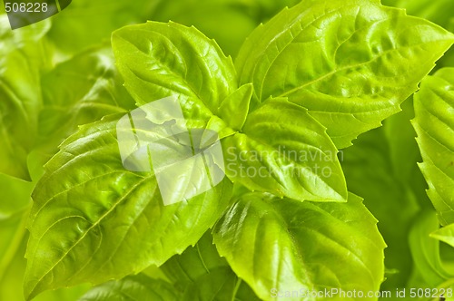Image of Green basil close up