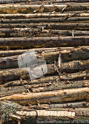 Image of hardwoods cut down