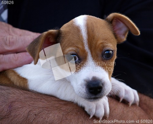 Image of Pup in arms