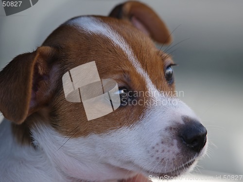 Image of Puppy