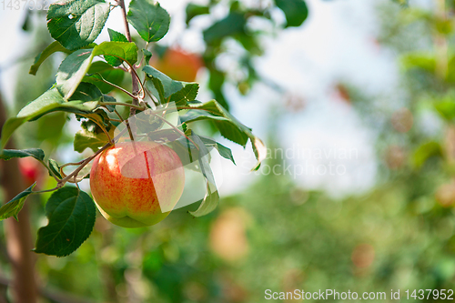 Image of Apple tree with apples