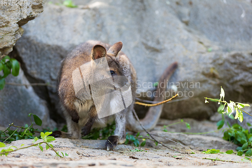 Image of Red-necked Wallaby, australian kangaroo