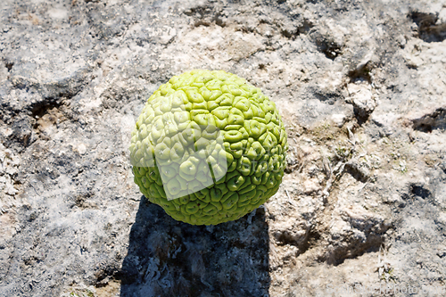 Image of Adam's apple on the seashore.